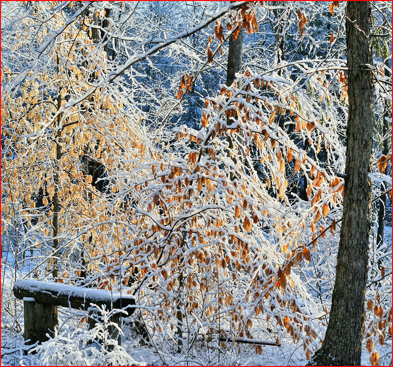 Фото первого снега