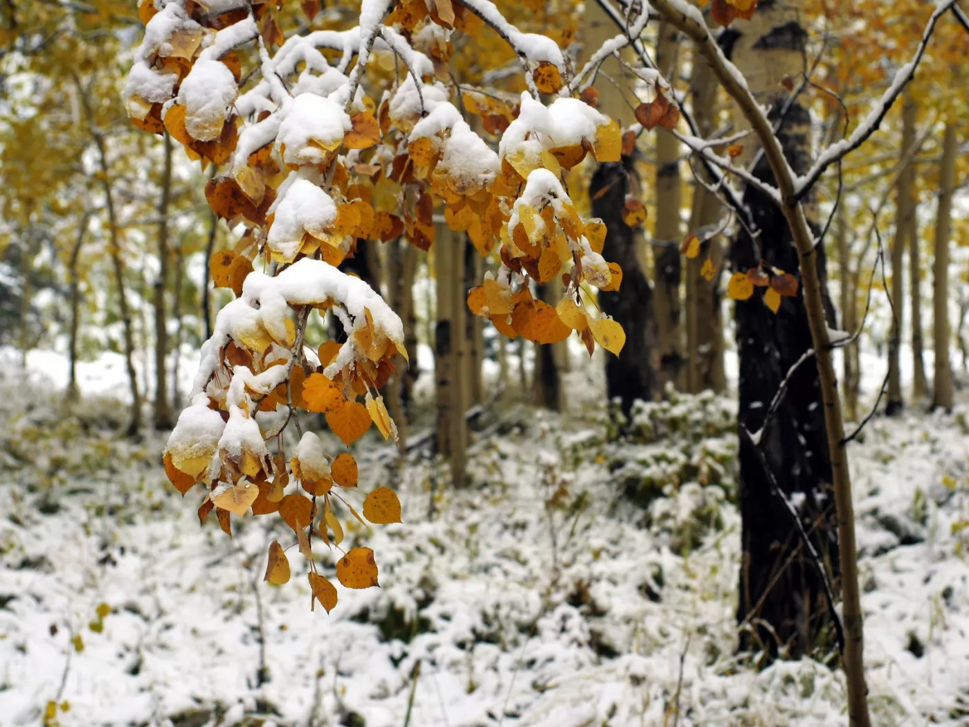 Поздняя осень и наступление зимы. Первый снег. Ранняя зима. Поздняя осень. Ноябрь природа.