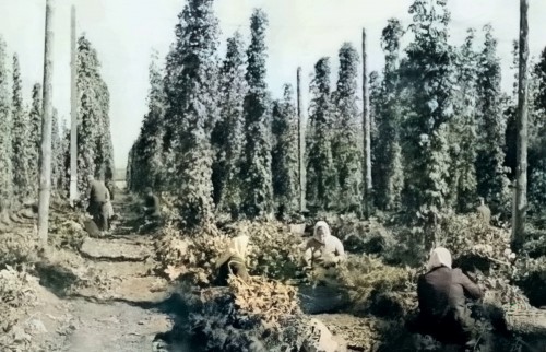 1966G.-SELO-SORSELY.-KOLKOZ-IMENI-A.G.-NIKOLAEVA.-UBORKA-KMELY.-MARIINSKO-POSADSKII-RAION.jpg