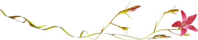 oie_13144932EPbvJLcU.png